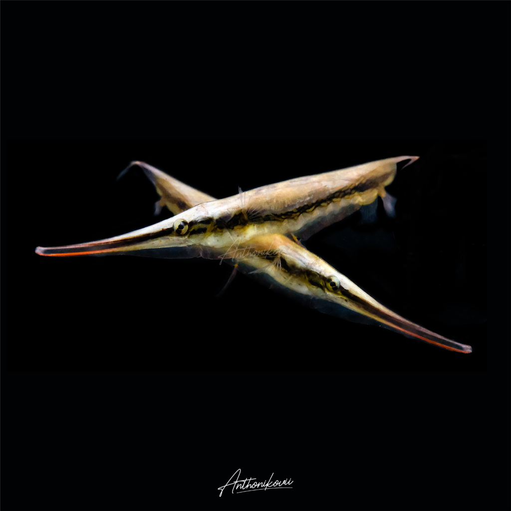 Aeoliscus strigatus – Piso-piso (Razorfish)