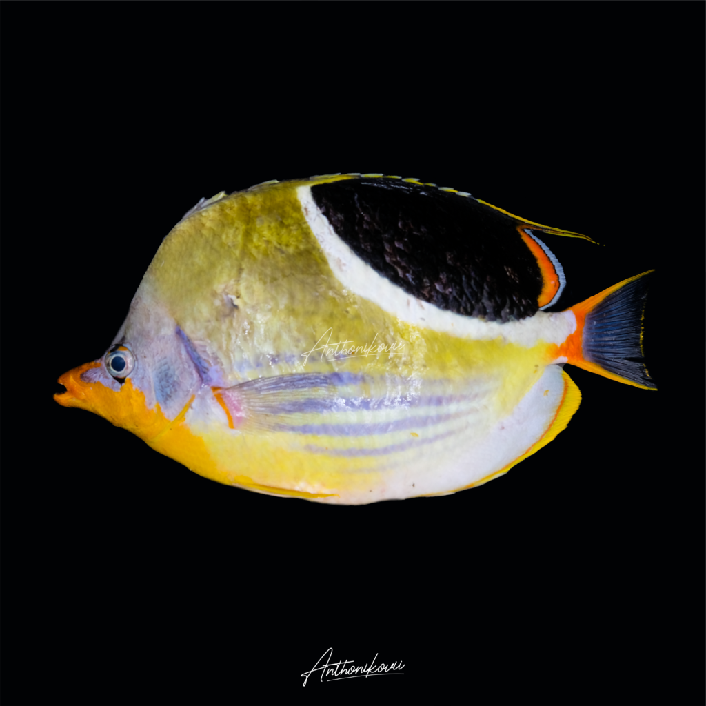 Chaetodon ephippium – Kepe monalisa (Saddled butterflyfish)