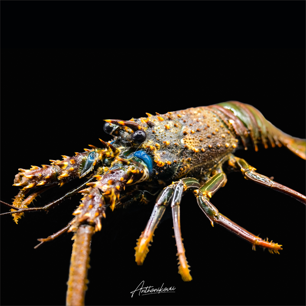 Panulirus penicillatus – Lobster batu (Pronghorn spiny lobster)