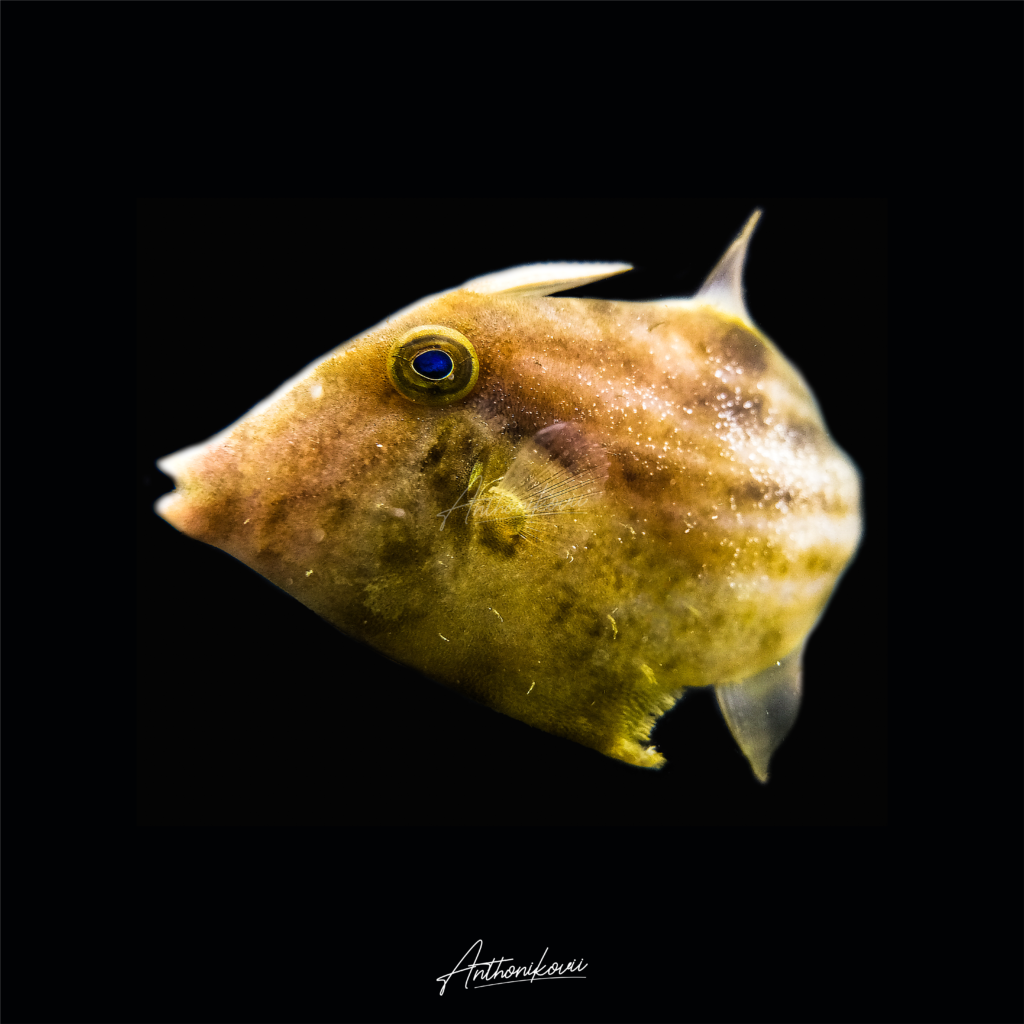 Pseudomonacanthus macrurus – Sonang rumput-laut (Strap-weed filefish)
