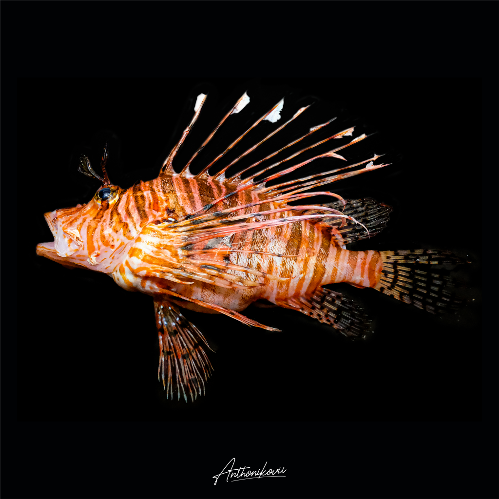 Pterois volitans – Lepu ayam (Red lionfish)