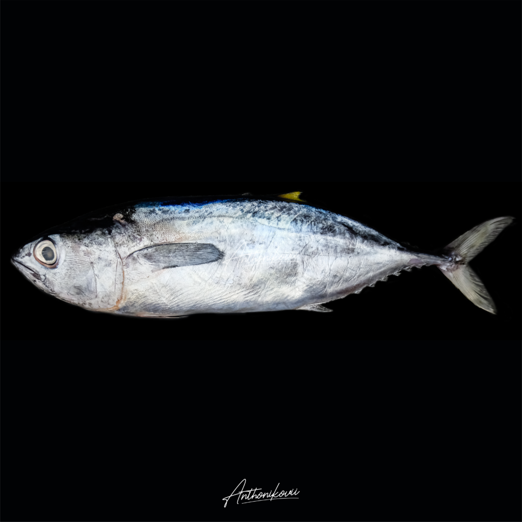 Thunnus obesus – Tuna mata besar (Bigeye Tuna)