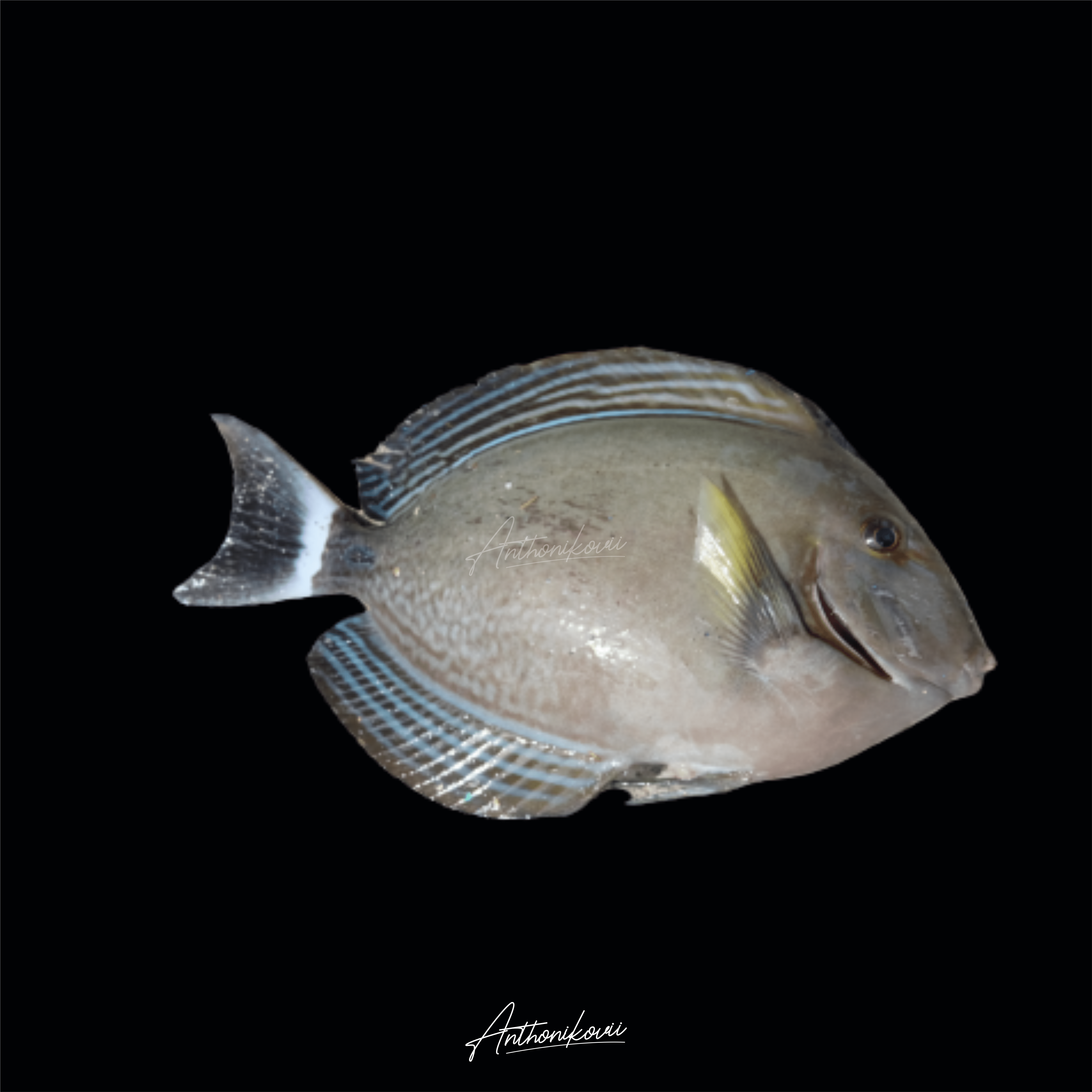 Acanthurus grammoptilus – Botana liris-halus (Fine-lined surgeonfish)