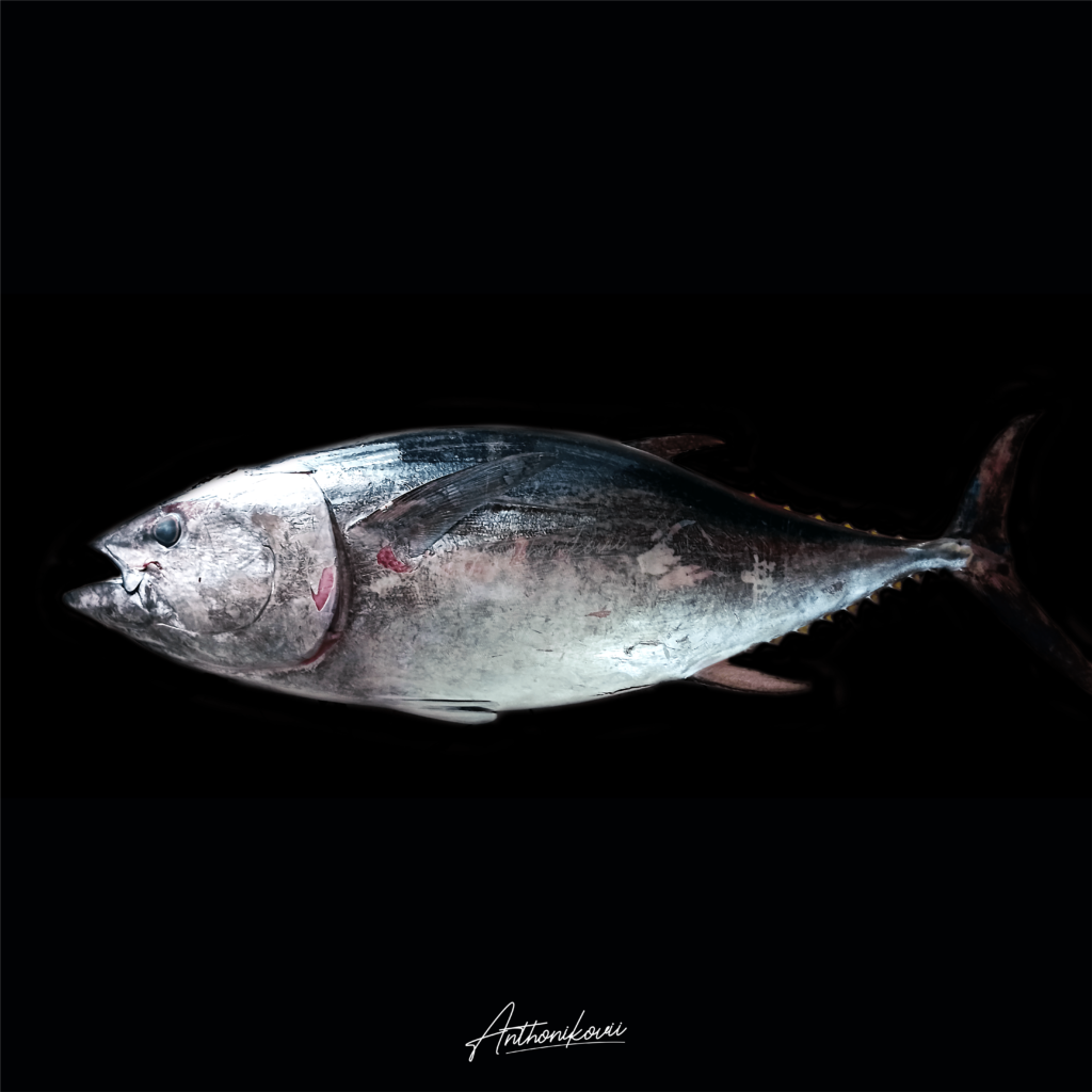 Thunnus maccoyii – Tuna Sirip Biru Selatan (Southern Bluefin Tuna)
