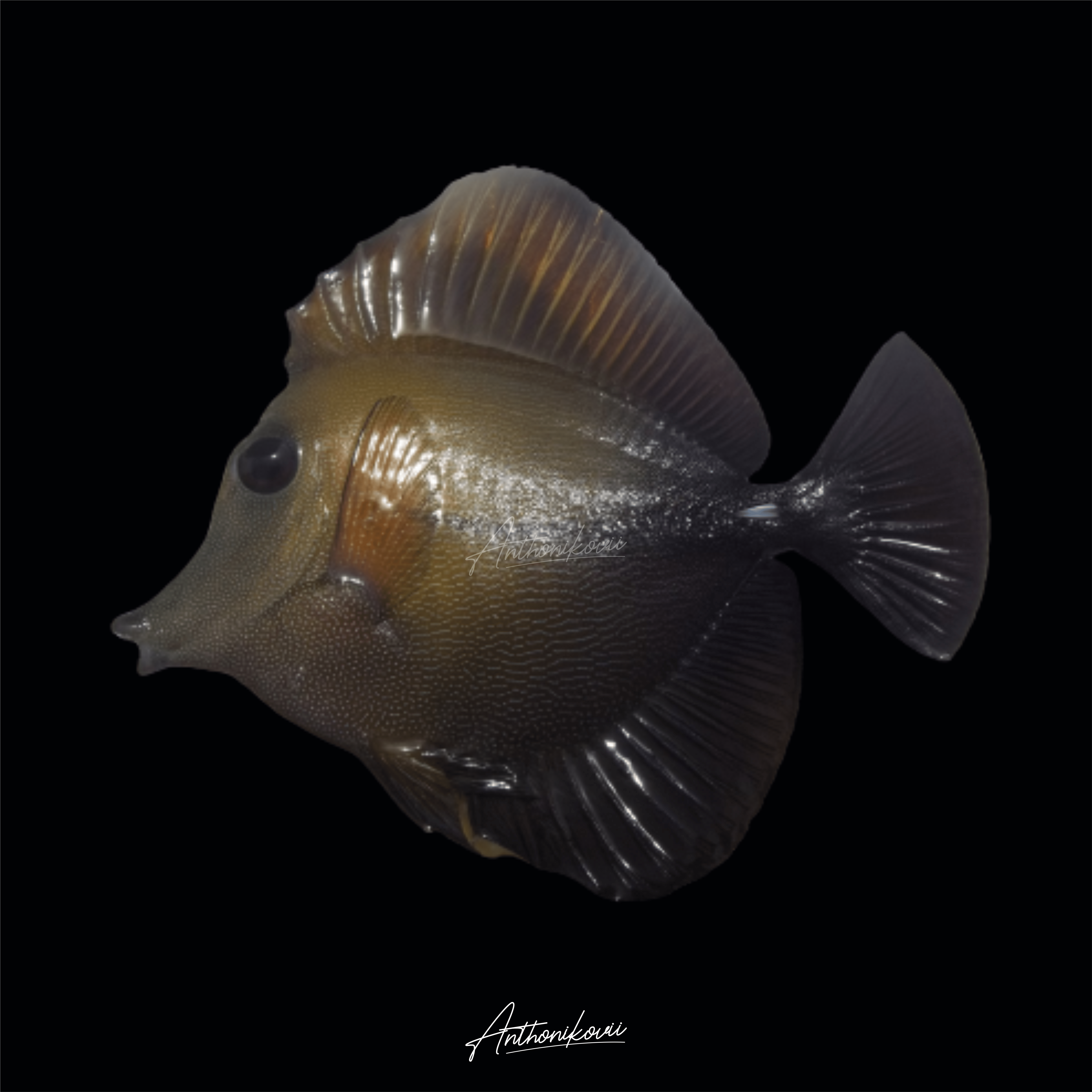 Zebrasoma scopas – Burung laut (Twotone tang)